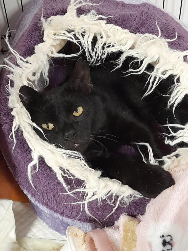 Náramek kocourka Ibiška 8