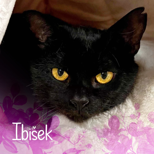 Náramek kocourka Ibiška 4