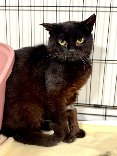 Náramek kocourka Ibiška 7