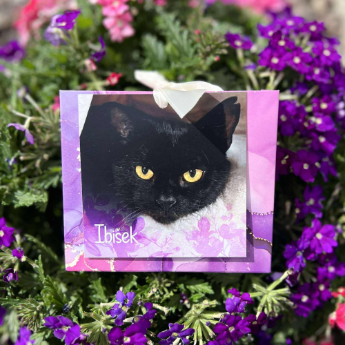 Náramek kocourka Ibiška 1