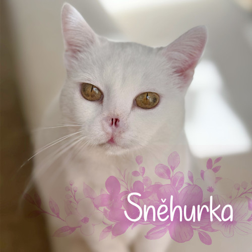 Náramek kočičky Sněhurky 5