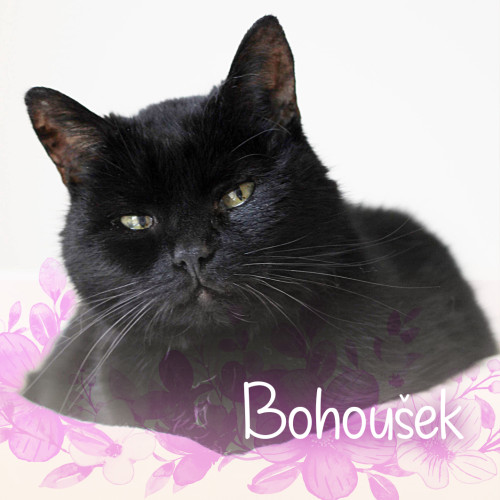 Vzpomínkový náramek - Bohoušek 5