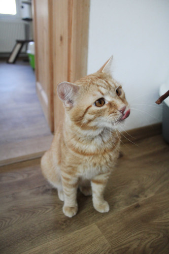 Příspěvek na přilepšenou kočičkám 6