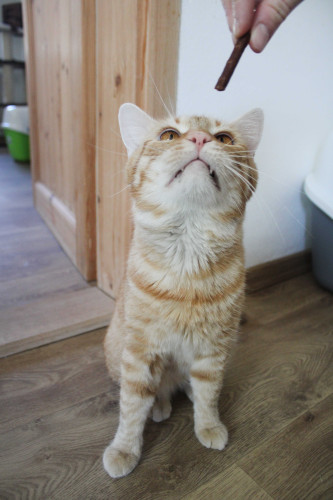 Příspěvek na přilepšenou kočičkám 5