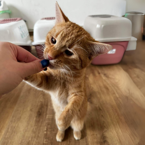 Příspěvek na přilepšenou kočičkám 3