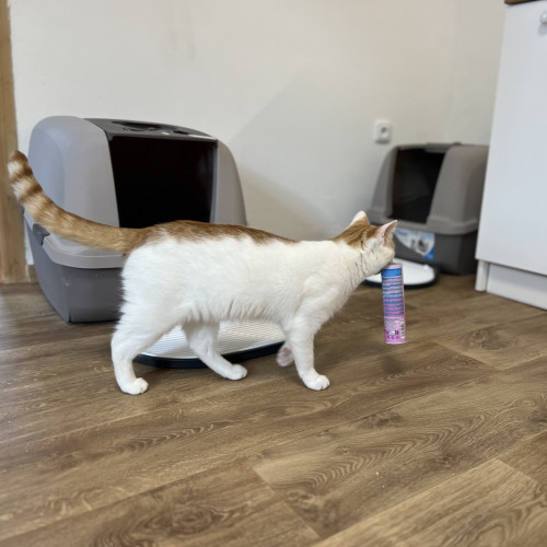 Příspěvek na přilepšenou kočičkám 4