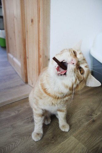 Příspěvek na přilepšenou kočičkám 7