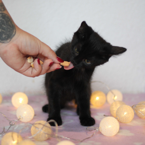 Příspěvek na přilepšenou kočičkám 2