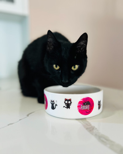 Miska Fousky - černé kočičky 1