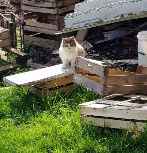 Příspěvek na kastraci 3