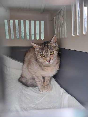 Příspěvek na kastraci 6