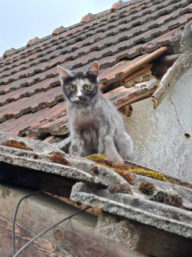 Příspěvek na kastraci 2