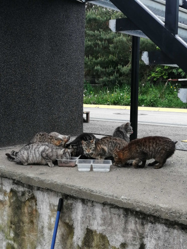 Příspěvek na kastraci 8