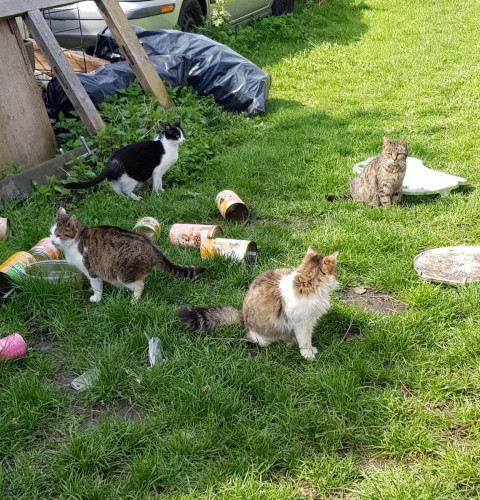 Příspěvek na kastraci 9