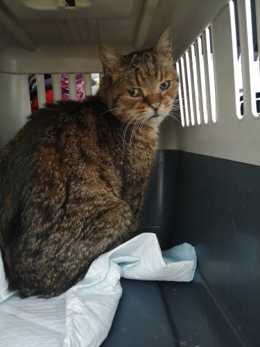 Příspěvek na kastraci 10