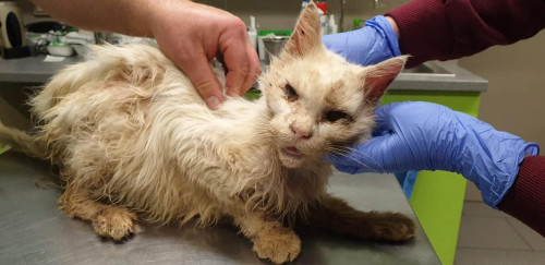 Vzpomínkový náramek kocourka Moríska - modrý 6