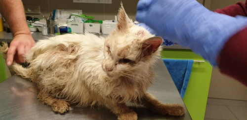 Vzpomínkový náramek kocourka Moríska - modrý 7