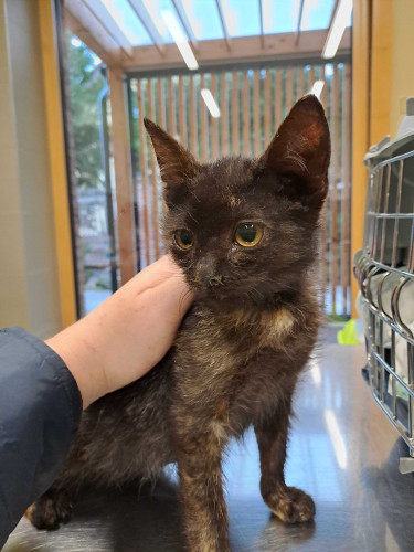 Příspěvek na veterinární ošetření 4