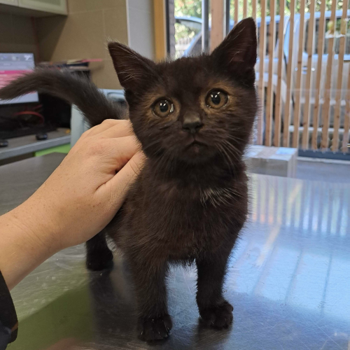 Příspěvek na veterinární ošetření 2