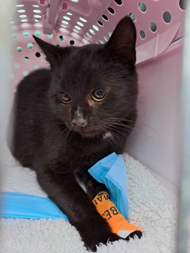 Příspěvek na veterinární ošetření 3