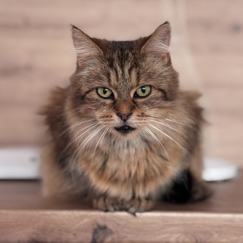 Náramek kočičky Goldie 2