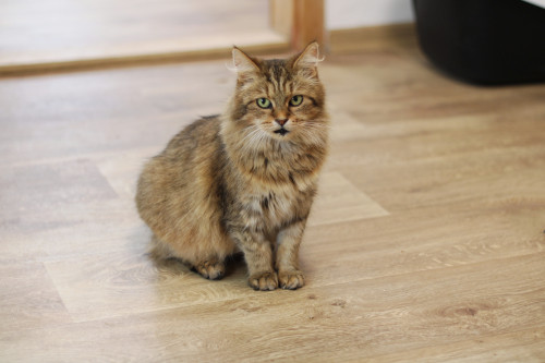 Náramek kočičky Goldie 3