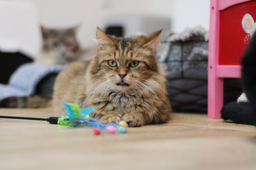 Náramek kočičky Goldie 4