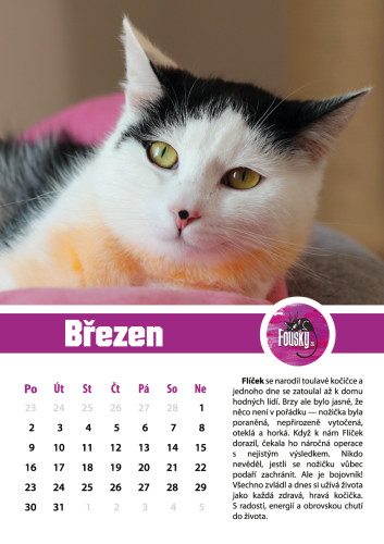 Nástěnný kalendář na rok 2026 2
