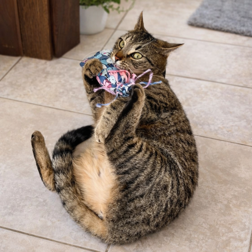 Kozlíkový sáček - limitovaná edice s kočičím motivem 4