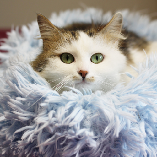 Příspěvek na očkování 3