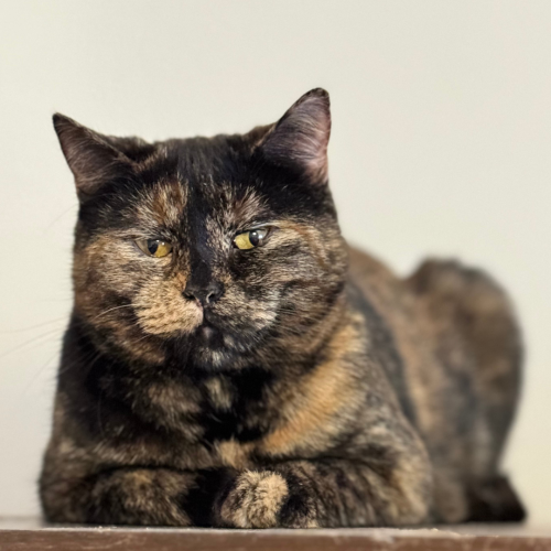 Příspěvek na očkování 5