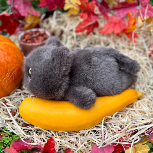 Plyšová kočička ležící - šedá 3