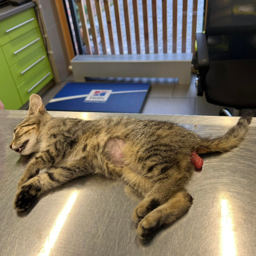 Příspěvek na odčervovací kúru 4