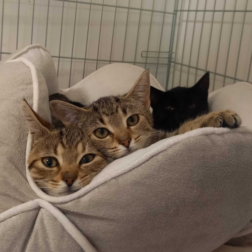 Příspěvek na odčervovací kúru 2