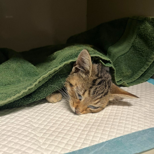 Příspěvek na odčervovací kúru 3