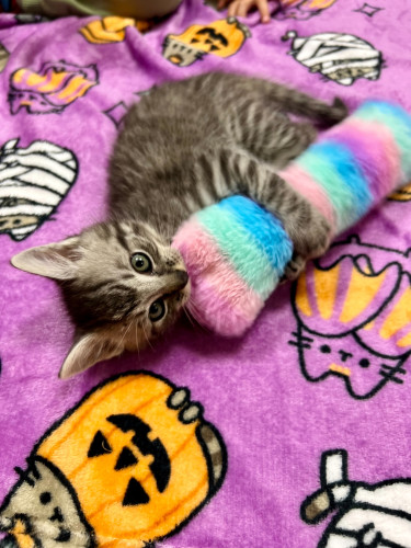 Duhový váleček ovoněný šantou kočičí 1