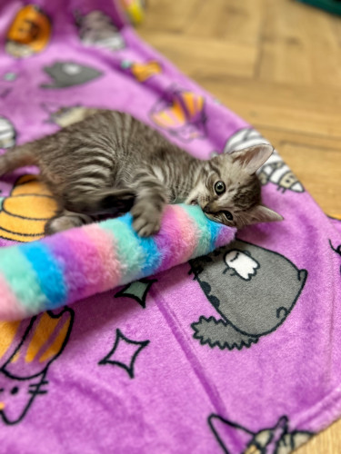 Duhový váleček ovoněný šantou kočičí 2