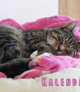 Stolní kalendář na rok 2026 - PŘEDPRODEJ