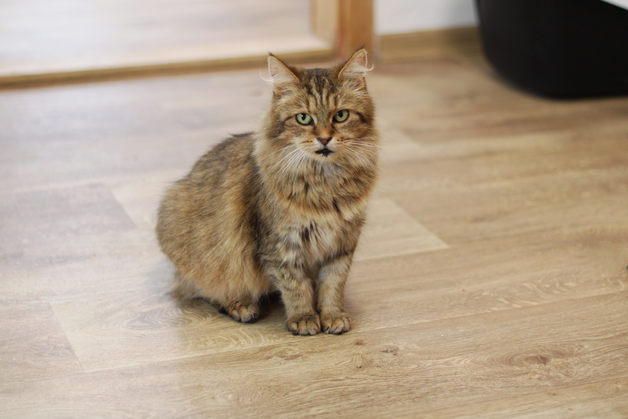 Náramek kočičky Goldie 3