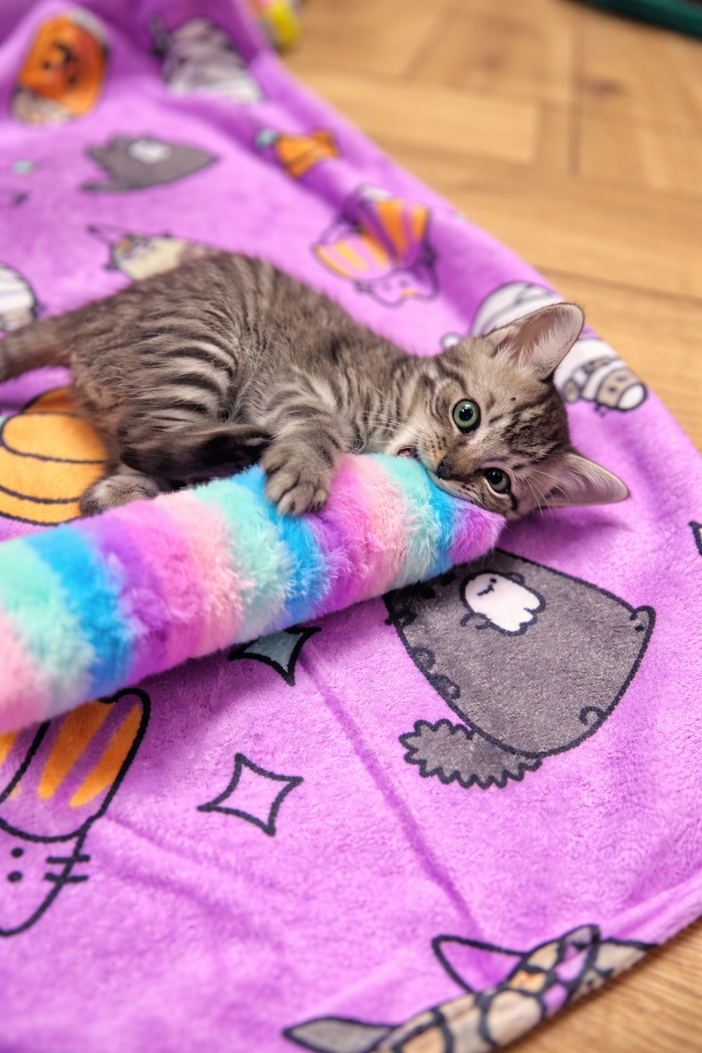 Duhový váleček ovoněný šantou kočičí